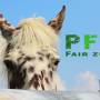pfaird-fair-zum-pferd-samira.jpg